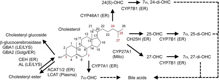 Metabolic conversion of cholesterol into oxysterols and related metabolites